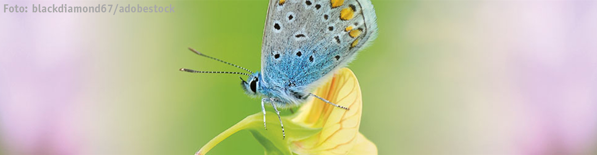 ALLES BIO, ODER WAS? 