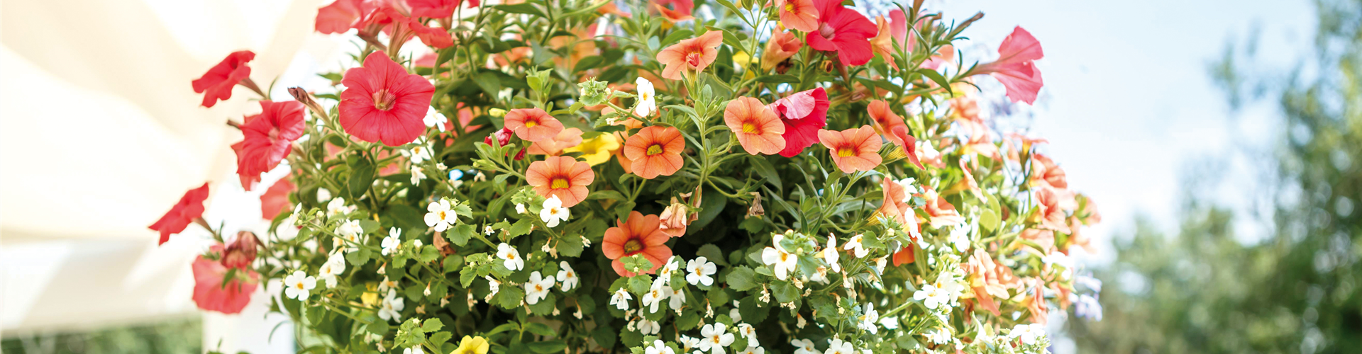 HäNGENDE GäRTEN FüR DEN BALKON