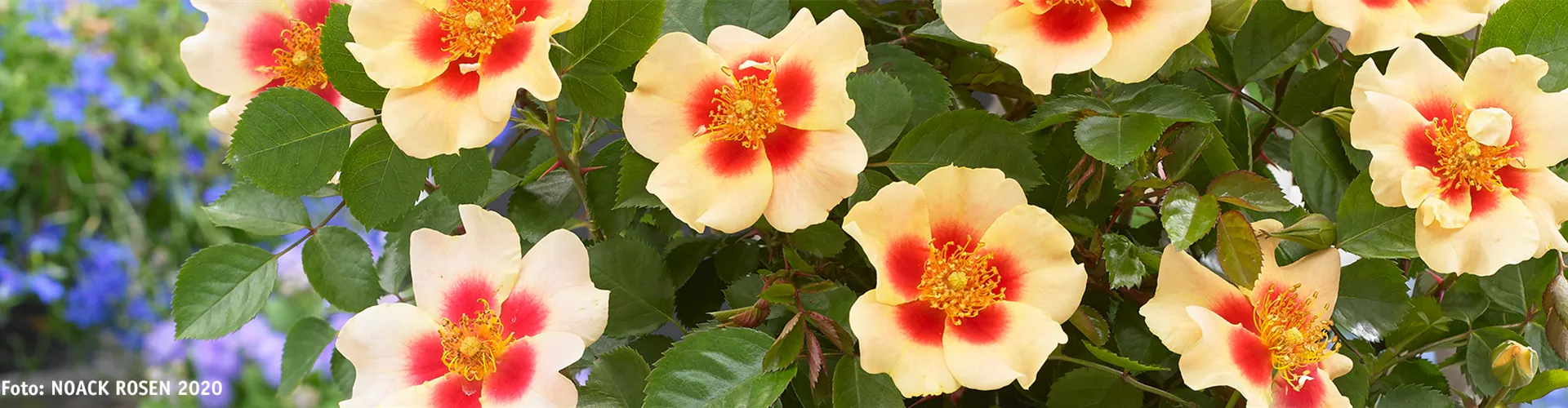 INSEKTENFREUNDLICHER ROSENGARTEN!