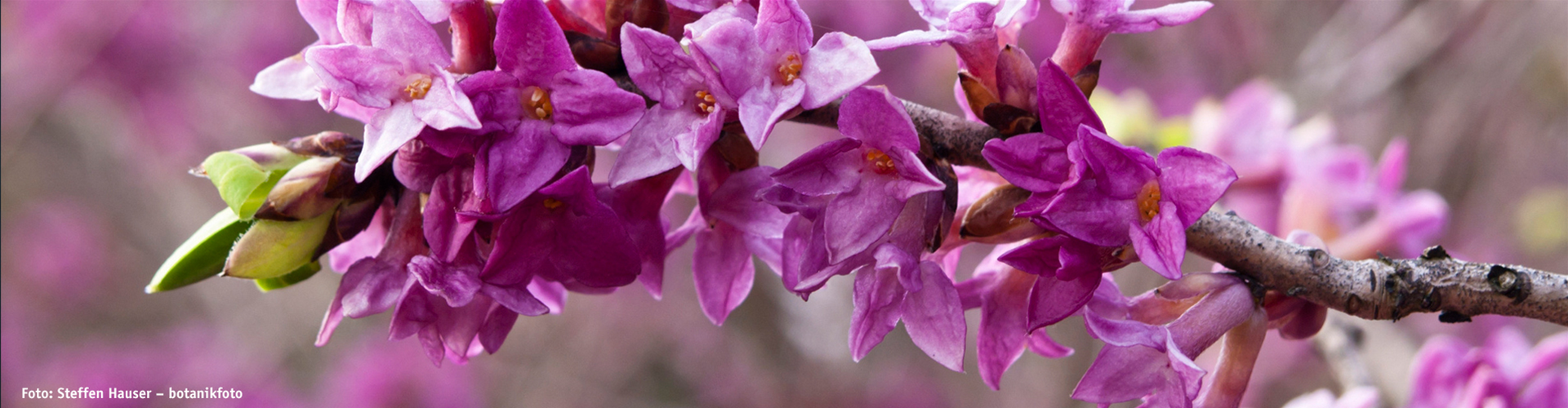 BLÜHENDE GEHÖLZE! 