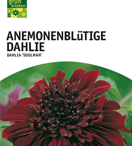 Dahlien Soulman x1