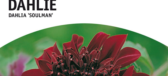 Dahlien Soulman x1