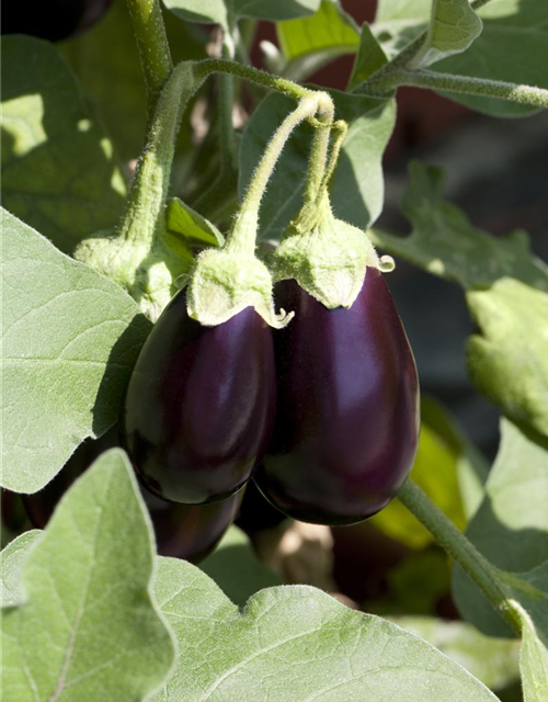 Aubergine Classic
