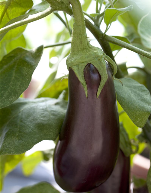 Aubergine Classic