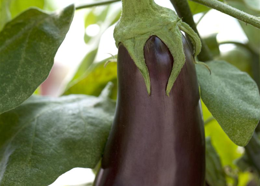 Aubergine Classic
