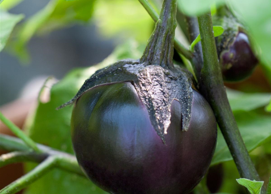 Aubergine Classic