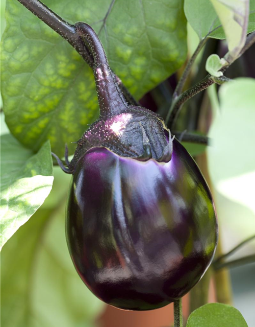 Aubergine Classic