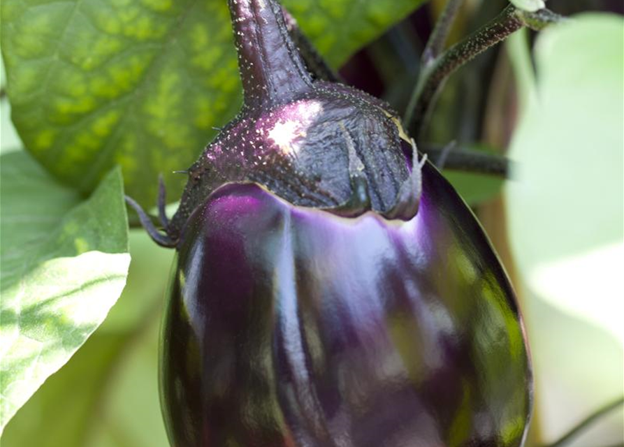 Aubergine Classic