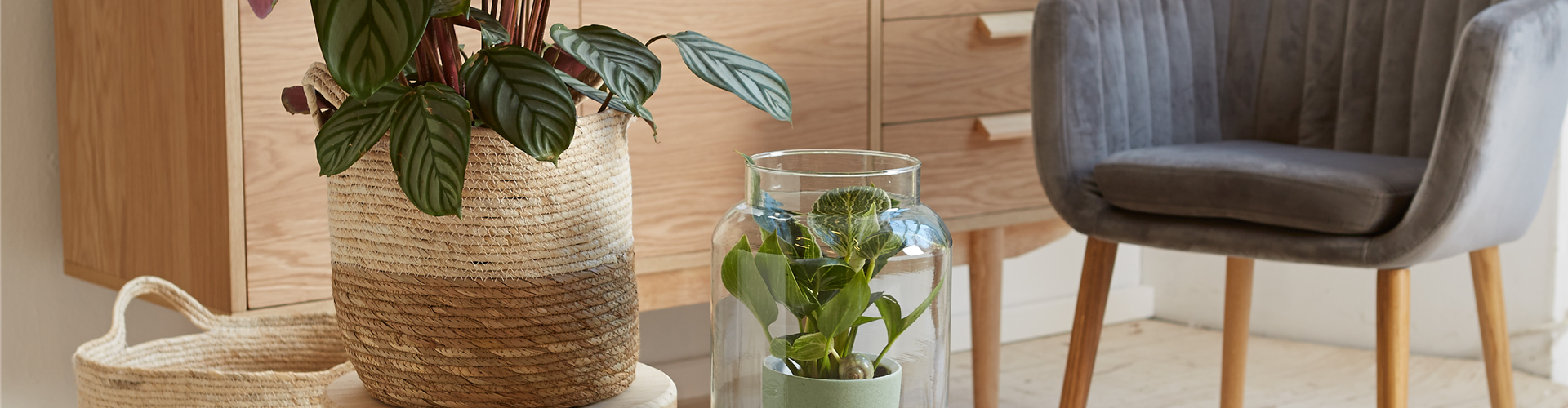 RAUMKLIMA MIT ZIMMERPFLANZEN!