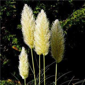 TROCKENBLUMEN! TROCKENBLUMEN!