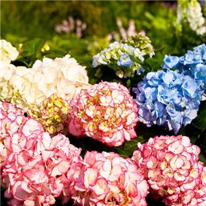 TROCKENBLUMEN! TROCKENBLUMEN!