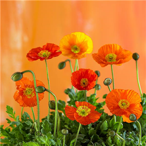 TROCKENBLUMEN! TROCKENBLUMEN!