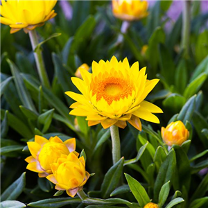 TROCKENBLUMEN! TROCKENBLUMEN!