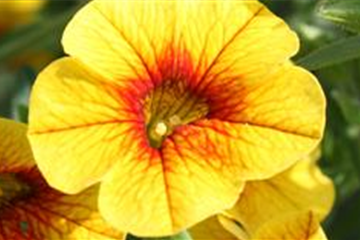 PFLANZE DES MONATS MAI: ZAUBERGLÖCKCHEN