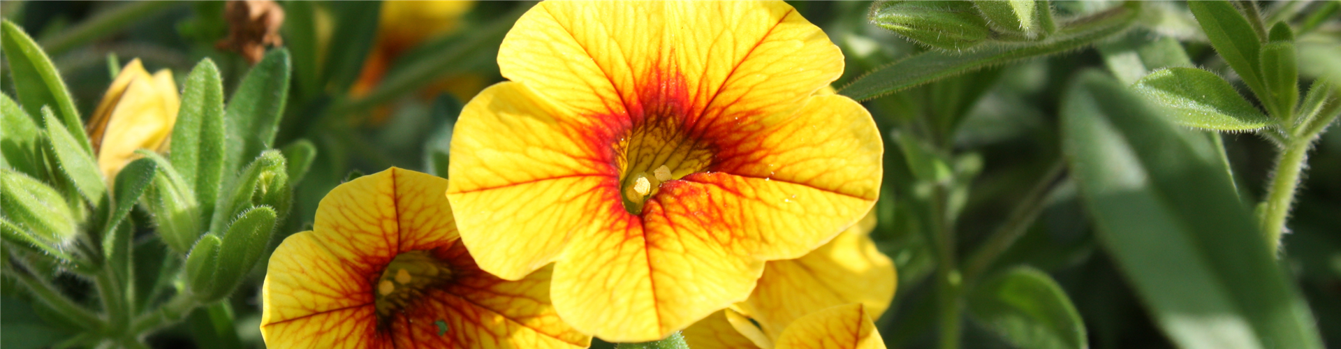 PFLANZE DES MONATS MAI: ZAUBERGLÖCKCHEN