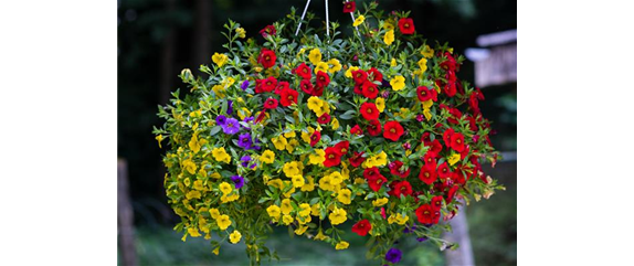 PFLANZE DES MONATS MAI: ZAUBERGLÖCKCHEN