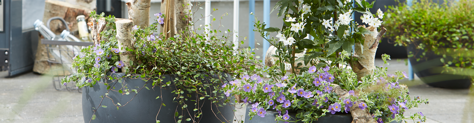 AUF DIE PLäTZE, PFLANZEN, LOS!