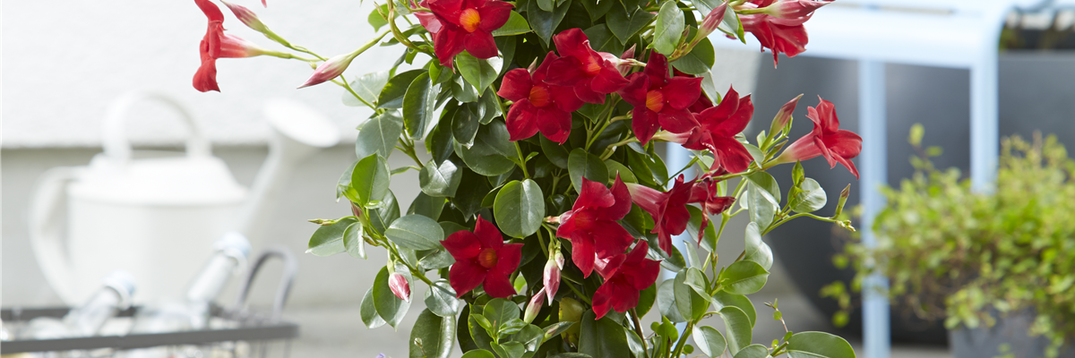 PFLANZE DES MONATS APRIL: DIPLADENIE