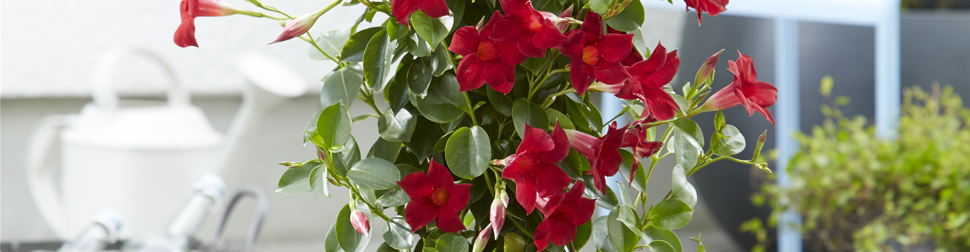 PFLANZE DES MONATS APRIL: DIPLADENIE