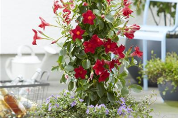 PFLANZE DES MONATS APRIL: DIPLADENIE