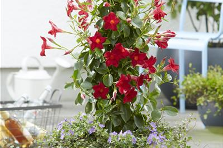 PFLANZE DES MONATS APRIL: DIPLADENIE