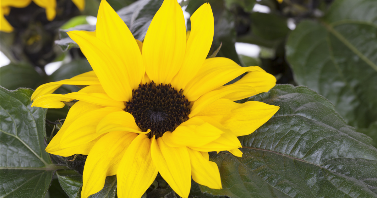 Sommer-Sonnenblumen Gartenflagge 30,5x45,7 Cm – Doppelseitig, Wetterfest, Für Garten & Balkon
