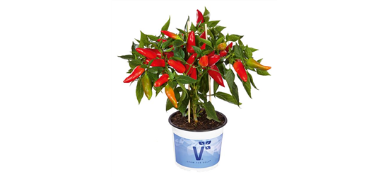 Balkonchilli Hot Burrito Volmary