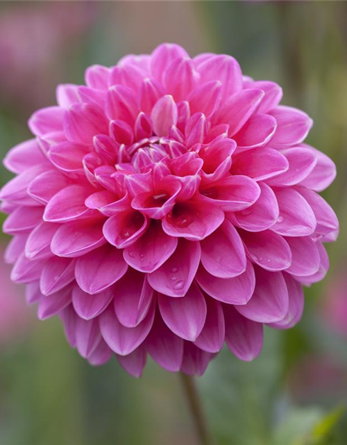 Dahlia hybride XL