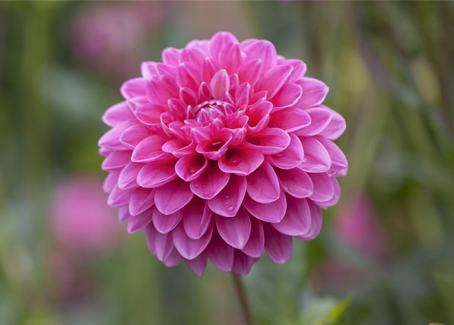 Dahlia hybride XL