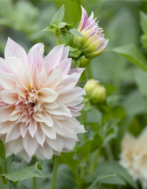 Dahlia hybride XL