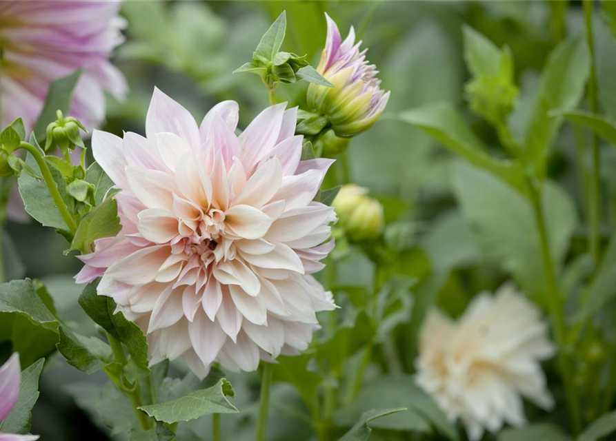 Dahlia hybride XL