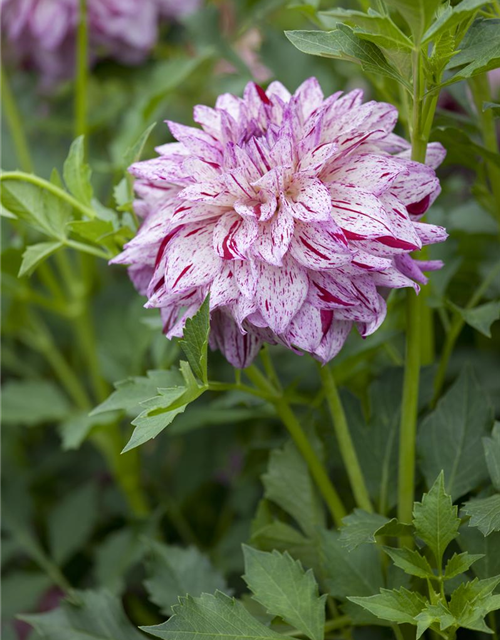 Dahlia hybride XL