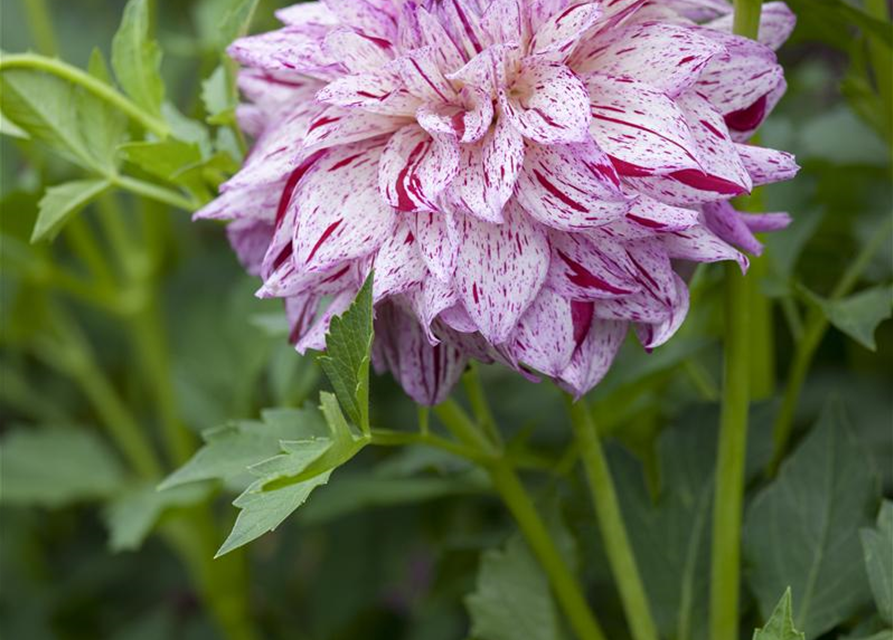 Dahlia hybride XL