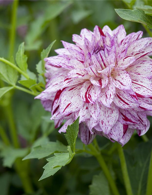 Dahlia hybride XL