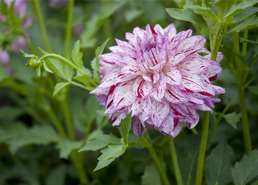 Dahlia hybride XL