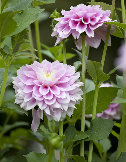 Dahlia hybride XL