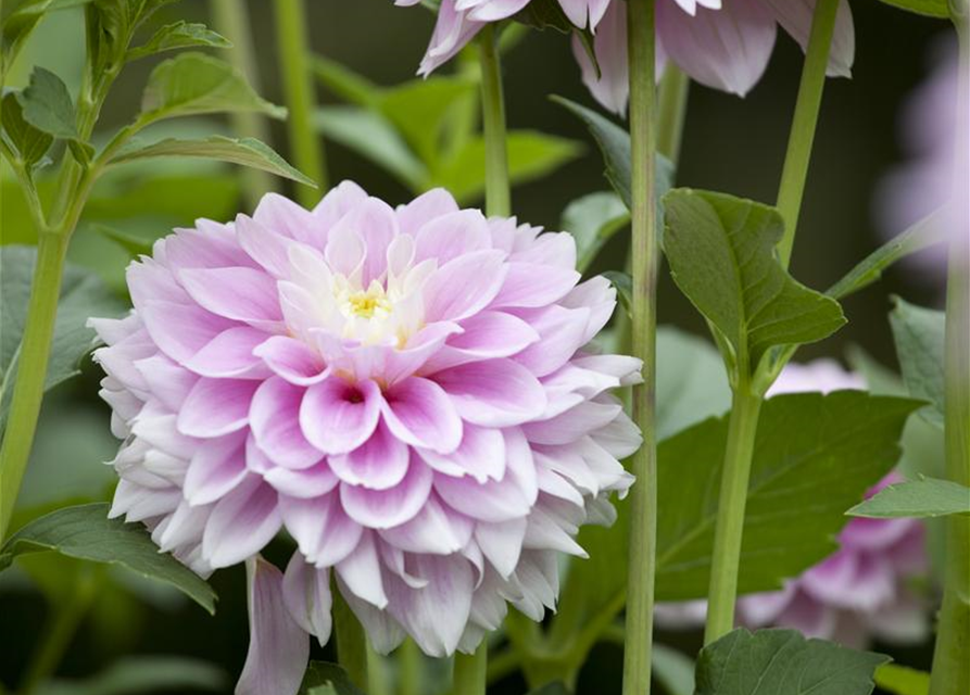 Dahlia hybride XL