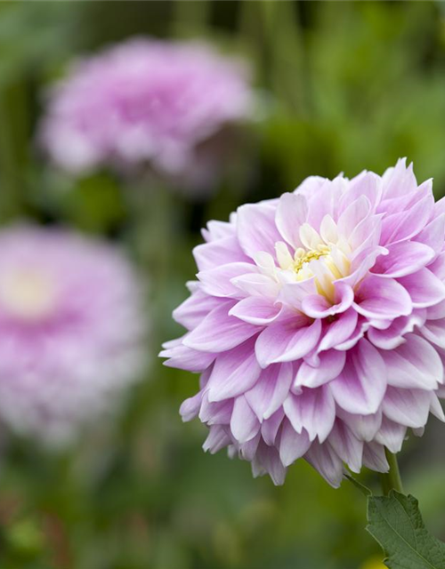 Dahlia hybride XL