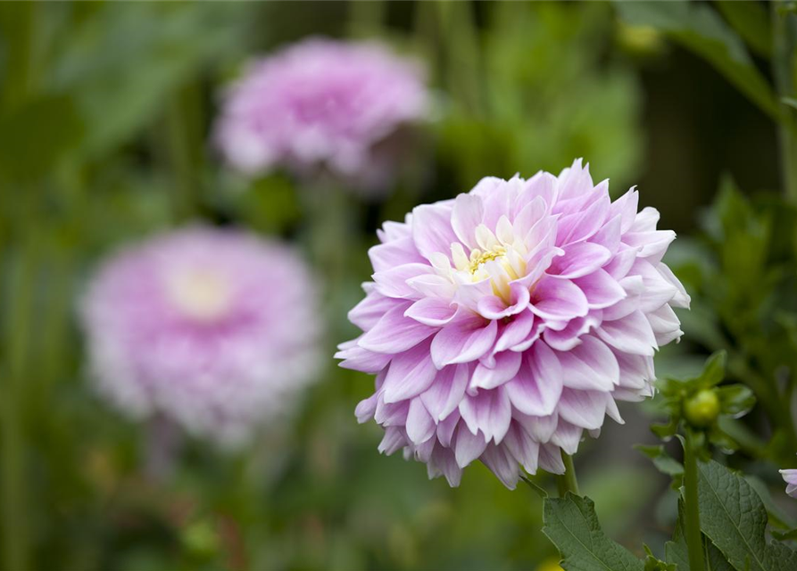 Dahlia hybride XL