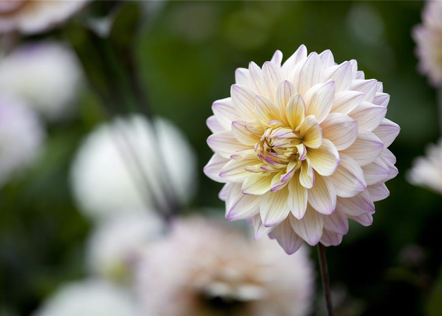 Dahlia hybride XL