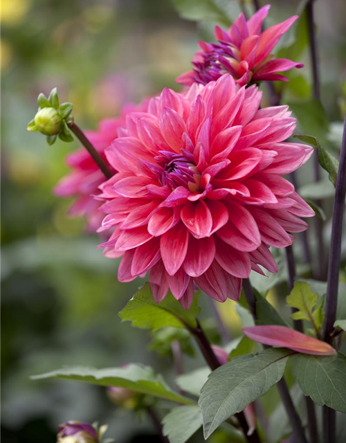 Dahlia hybride XL
