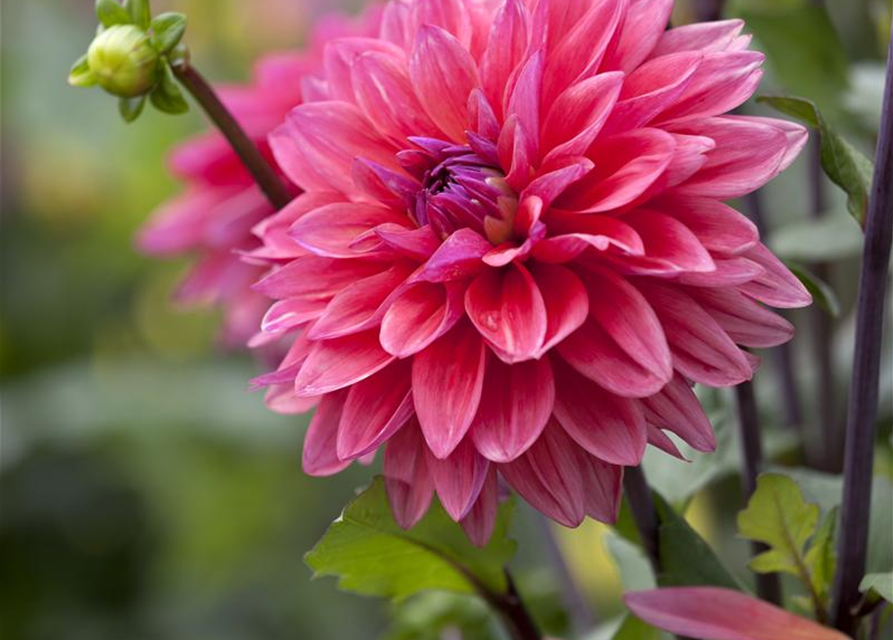 Dahlia hybride XL