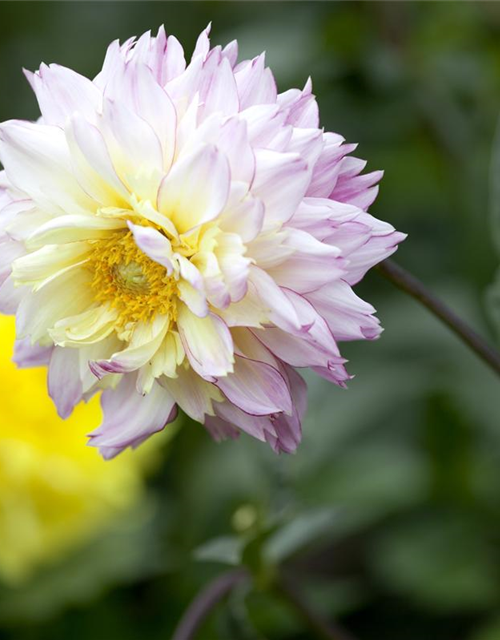 Dahlia hybride XL