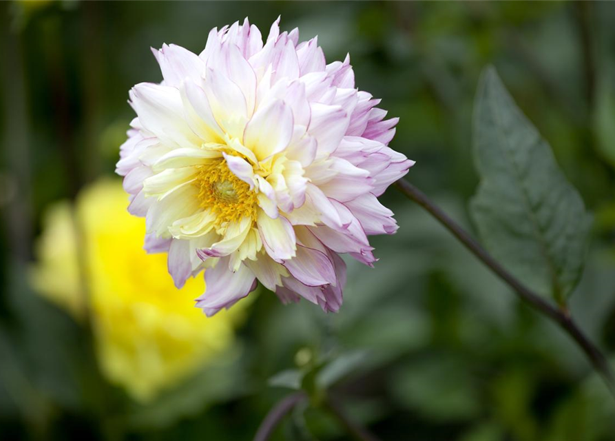 Dahlia hybride XL