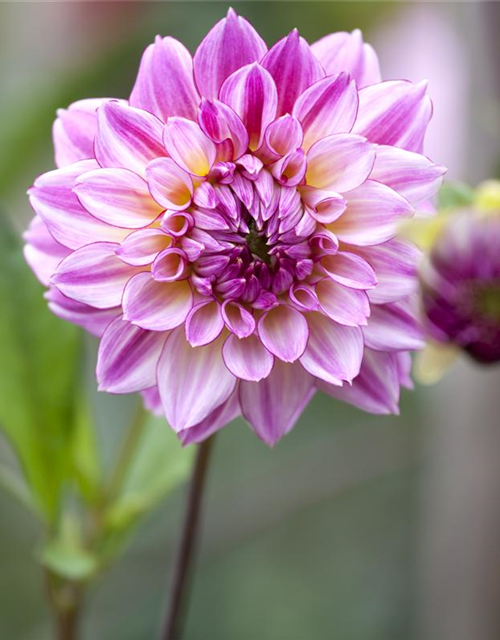 Dahlia hybride XL