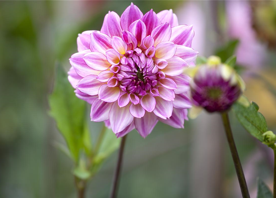 Dahlia hybride XL