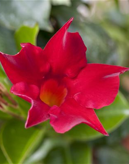 Mandevilla Pyramide rosa