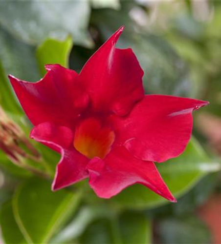 Mandevilla Pyramide rosa