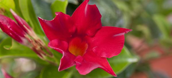 Mandevilla Pyramide rosa