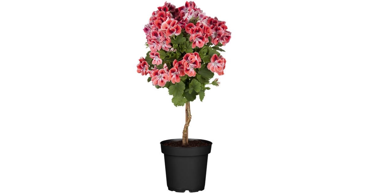 Edelgeranie Stamm, Pelargonium grandiflorum